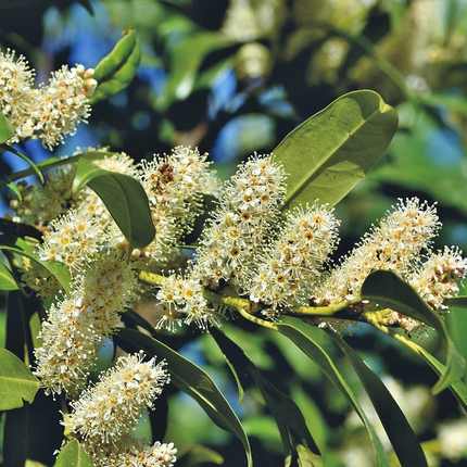 Prunus laurocerasus 'Novita' - Laurierhaag blote wortel