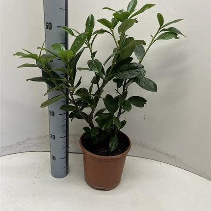 Prunus laurocerasus 'Novita' - Laurierhaag