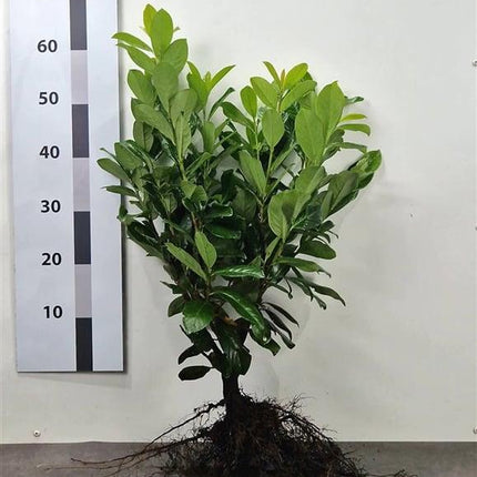 Prunus laurocerasus 'Novita' - Laurierhaag blote wortel