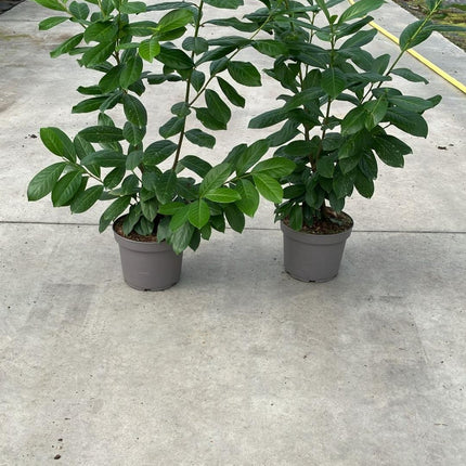 Prunus laurocerasus 'Novita' - Laurierhaag