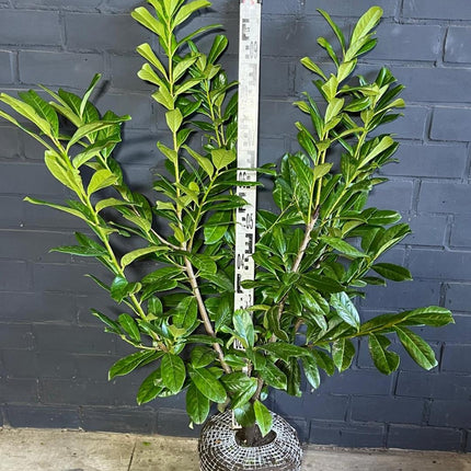 Prunus laurocerasus 'Novita' - Laurierhaag