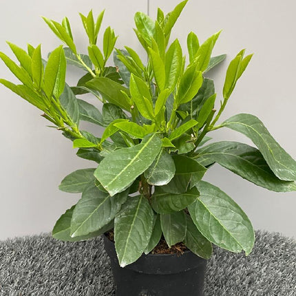 Prunus laurocerasus 'Rotundifolia' - Laurierhaag pakket 10 meter