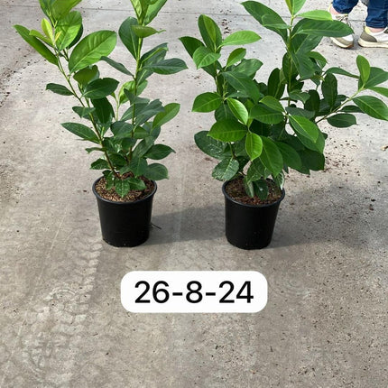 Prunus laurocerasus 'Rotundifolia' - Laurierhaag pakket 10 meter