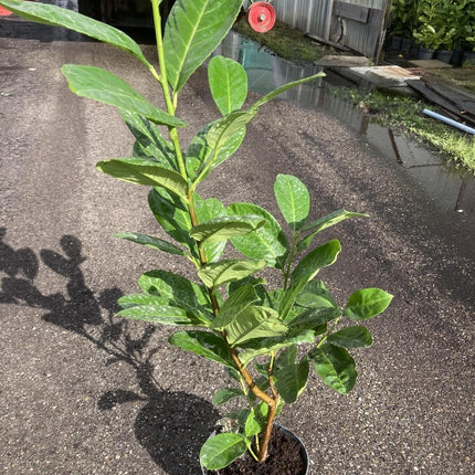 Prunus laurocerasus 'Rotundifolia' - Laurierhaag pakket 10 meter