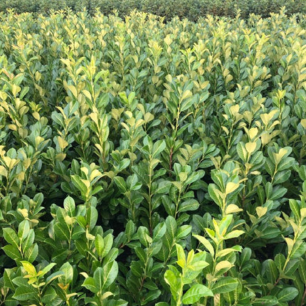Prunus laurocerasus 'Rotundifolia' - Laurierhaag pakket 10 meter