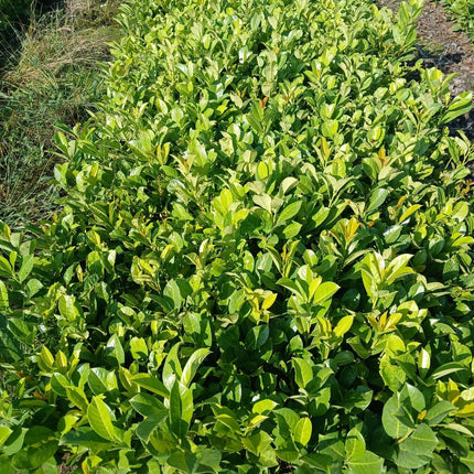 Prunus laurocerasus 'Rotundifolia' - Laurierhaag pakket 10 meter
