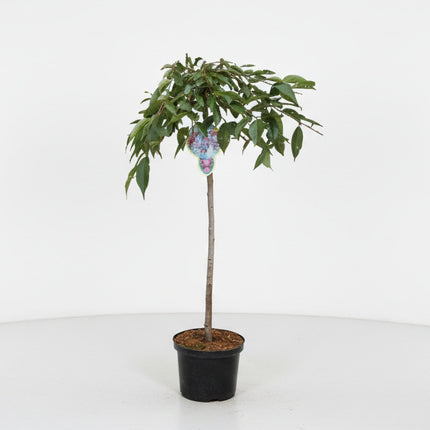 Prunus ‘Pendula Rubra’ met rechte stam en hangende kroon in pot