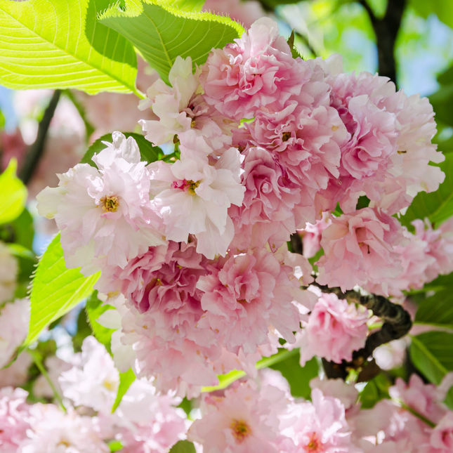 Detail van roze bloei van Prunus serrulata ‘Kanzan’