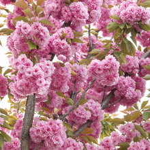 Afbeelding in Gallery-weergave laden, Prunus serrulata &#39;Kanzan&#39; - Japanse Sierkers op stam
