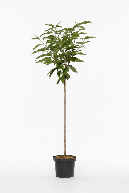 Japanse sierkers Prunus serrulata ‘Kanzan’ op stam in pot