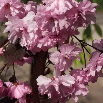 Detail van roze bloei van Prunus serrulata ‘Royal Burgundy’