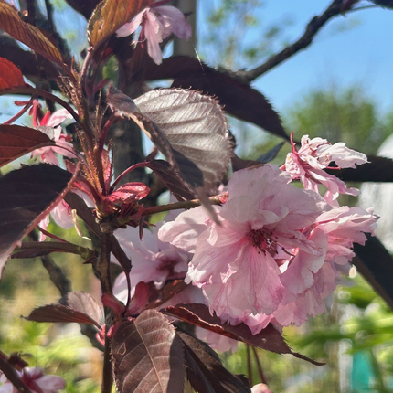 Prunus serrulata ‘Royal Burgundy’ als Japanse sierkers op stam met roze bloei en diep rood blad