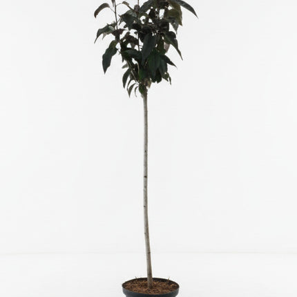 Prunus serrulata ‘Royal Burgundy’ met rechte stam en bolvormige kroon in pot