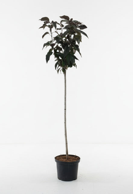Prunus serrulata ‘Royal Burgundy’ met rechte stam en bolvormige kroon in pot