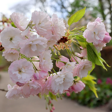 Detail van witte bloem van Prunus serrulata ‘Shôgetsu’