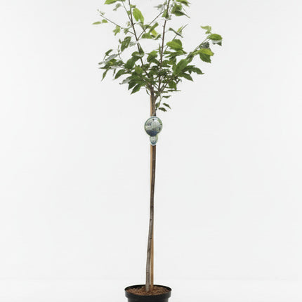 Prunus serrulata ‘Shôgetsu’ met rechte stam en brede kroon in pot