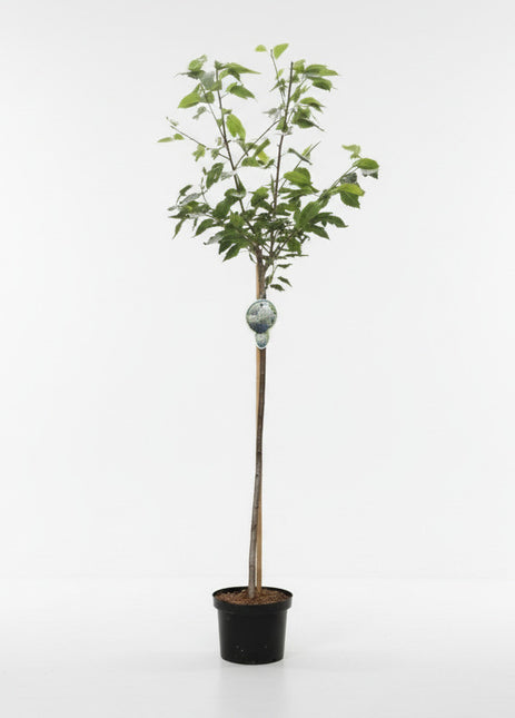 Prunus serrulata ‘Shôgetsu’ met rechte stam en brede kroon in pot