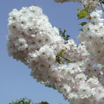 Prunus serrulata 'Shôgetsu' - Japanse Sierkers op stam