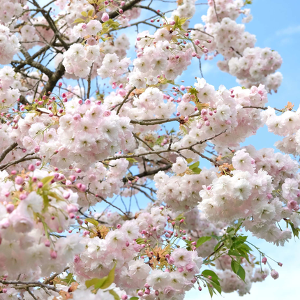 Japanse sierkers ‘Shôgetsu’ op stam met lichtroze bloemen