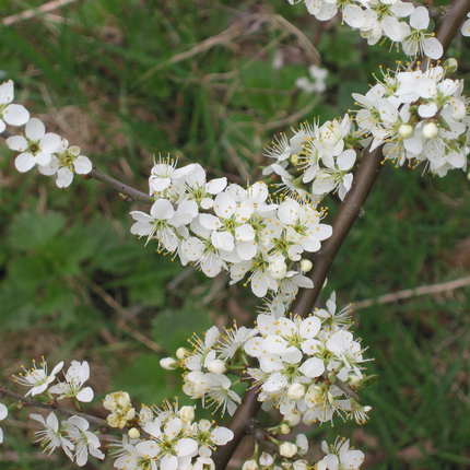 Prunus spinosa - Sleedoorn blote wortel