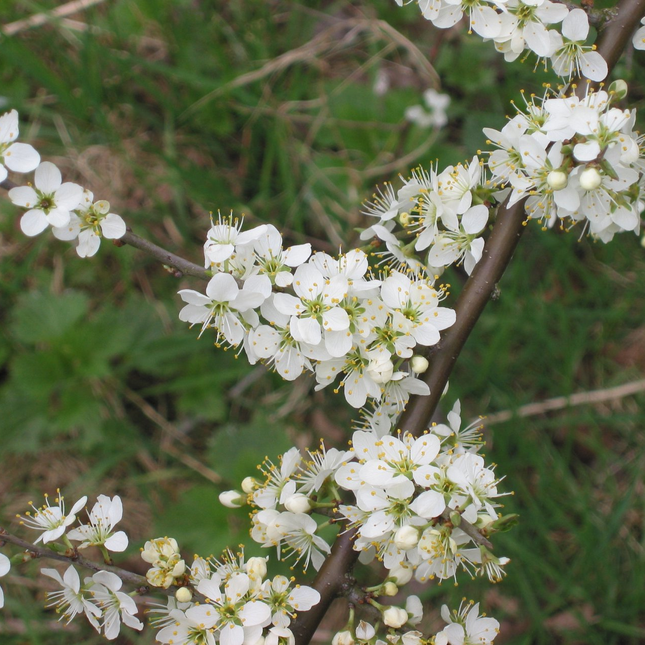 Prunus spinosa in bloei sleedoorn met witte bloem