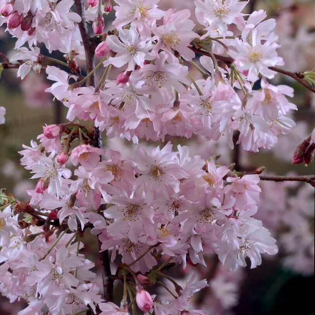 Prunus subhirtella 'Autumnalis Rosea' - Winterbloeiende kers op stam