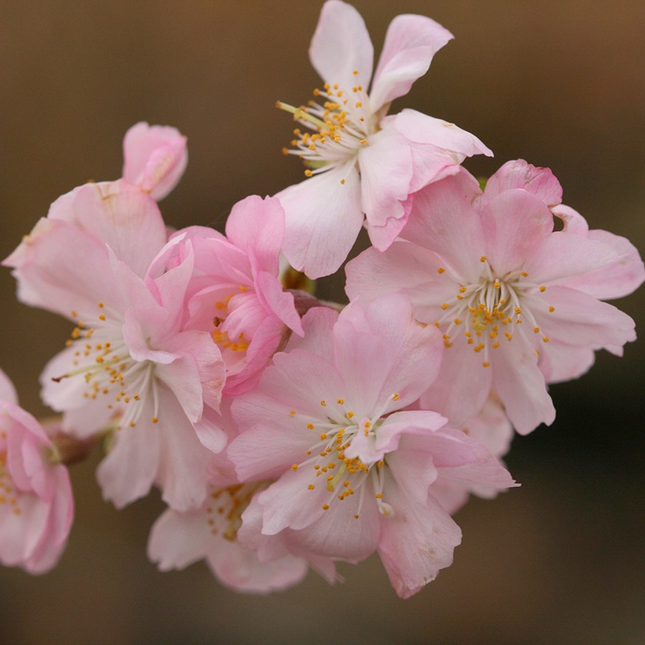 Detail van lichtroze bloem van Prunus subhirtella ‘Autumnalis Rosea’
