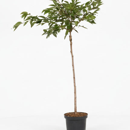 Prunus ‘Autumnalis Rosea’ met rechte stam en ronde kroon in pot