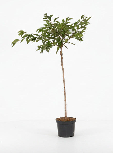 Prunus ‘Autumnalis Rosea’ met rechte stam en ronde kroon in pot