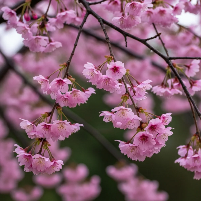 Treurvormige Prunus ‘Pendula Rubra’ met hangende takken met roze bloemen