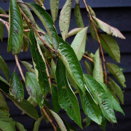 Rode treurkers ‘Pendula Rubra’ op stam met hangend groen blad