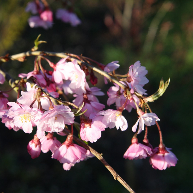 Detail van roze bloem van Prunus ‘Pendula Rubra’