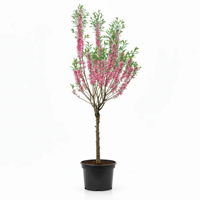Prunus ‘Fire Hill’ met rechte stam en compacte kroon in pot