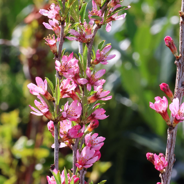 Detail van felroze bloem van Prunus tenella ‘Fire Hill’