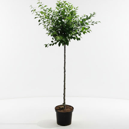 Prunus triloba met rechte stam en bolvormige kroon in pot