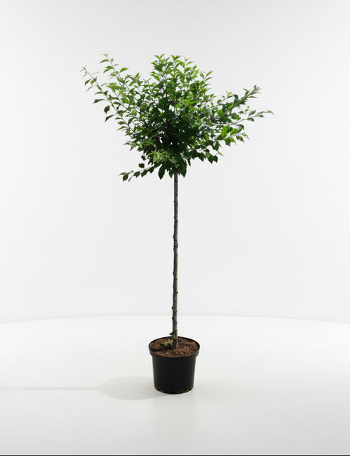 Prunus triloba met rechte stam en bolvormige kroon in pot