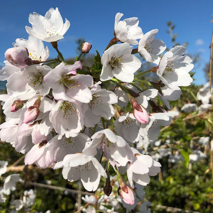 Prunus yedoensis ‘Ivensii’ als treur Yoshinokers op stam met lichtroze bloei