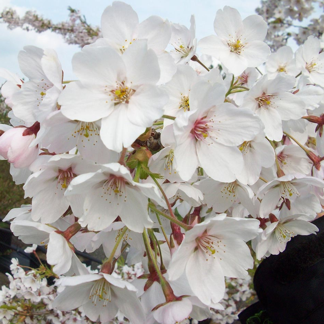 Detail van lichtroze bloem van Prunus yedoensis ‘Ivensii’