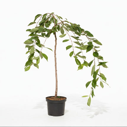 Prunus ‘Ivensii’ met rechte stam en hangende kroon in pot