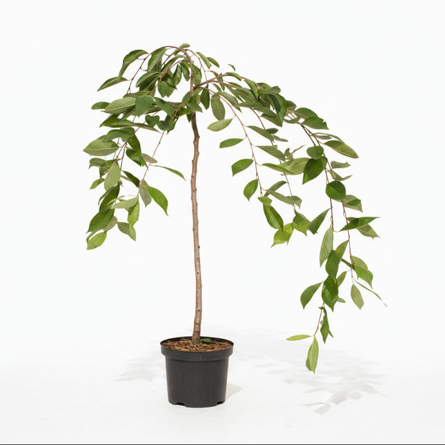 Prunus ‘Ivensii’ met rechte stam en hangende kroon in pot