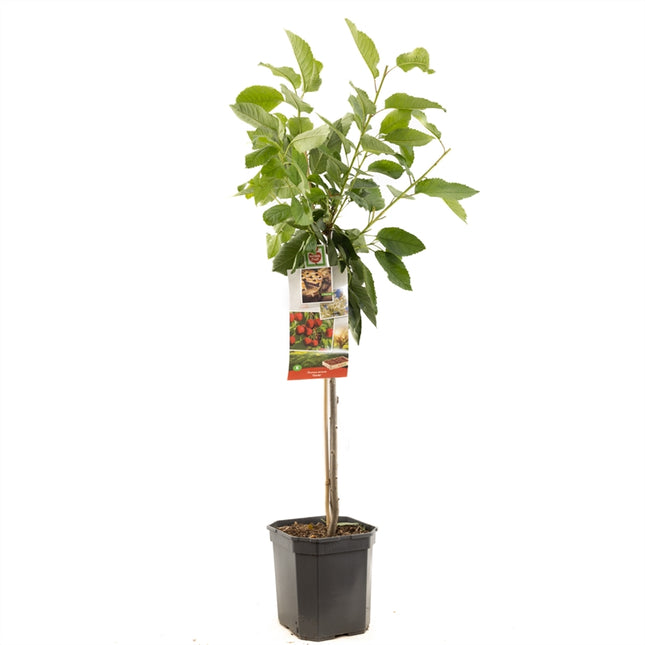 Prunus avium Stella - Rode zoete kers laagstam