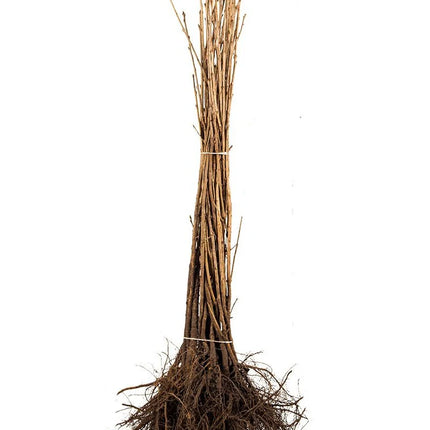 Foto van een Prunus avium met blote wortel, met gladde jonge takken en een slanke groeiwijze; de wortels liggen vrij zonder pot of kluit.