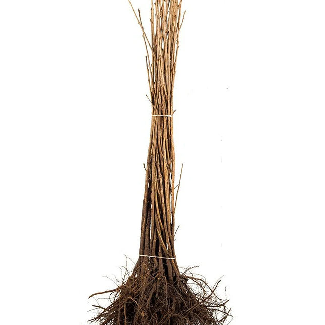 Foto van een Prunus avium met blote wortel, met gladde jonge takken en een slanke groeiwijze; de wortels liggen vrij zonder pot of kluit.