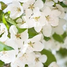 Zoete kers bloem