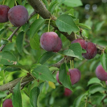 Prunus cerasifera - Kerspruimhaag blote wortel