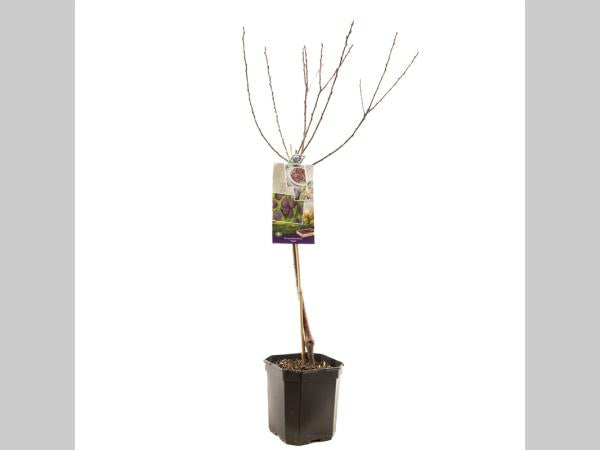 Prunus domestica ‘Opal’ in pot, blauwe pruimenboom in dubbele U-leivorm met gezonde groene bladeren en rijpende blauwviolette vruchten, ideaal voor kleine tuinen of terrassen.