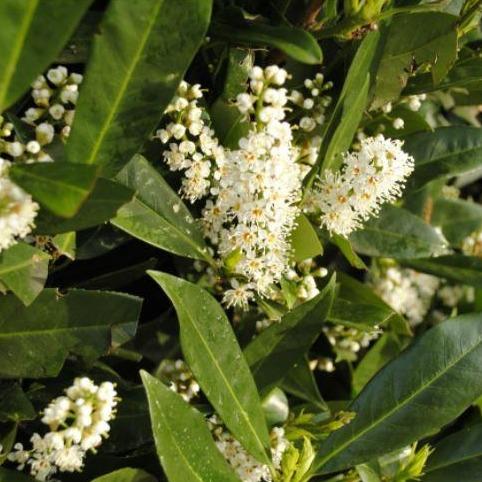 Laurierkers - Prunus laurocerasus 'Caucasica' blote wortel