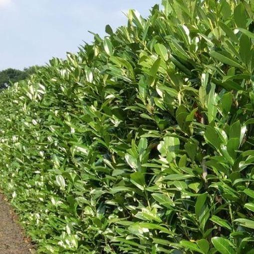 Laurierkers - Prunus laurocerasus 'Caucasica' blote wortel
