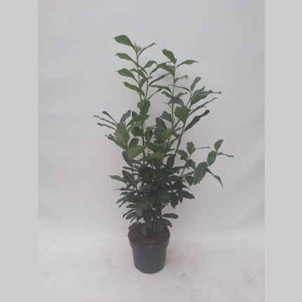 Prunus laurocerasus Genolia in pot - Laurier