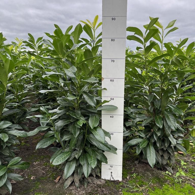 Prunus laurocerasus Genolia kluit 60-80cm